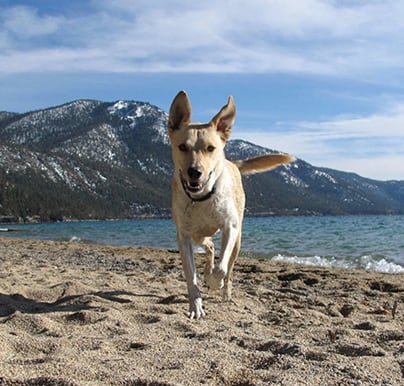 Thing To Do Pet Friendly Rentals